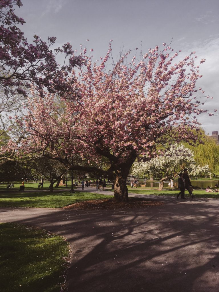 Is Boston worth visiting? Check out the Boston Public Garden, especially in the spring.