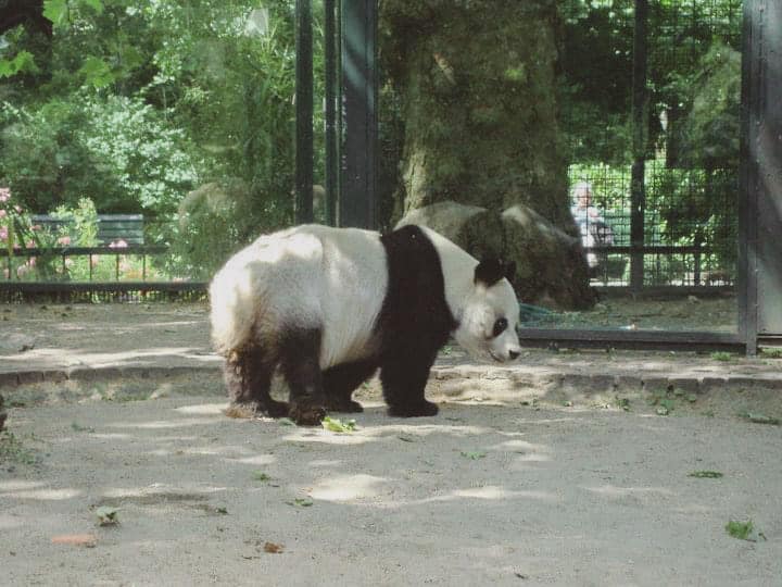 Giant panda in Berlin Zoo