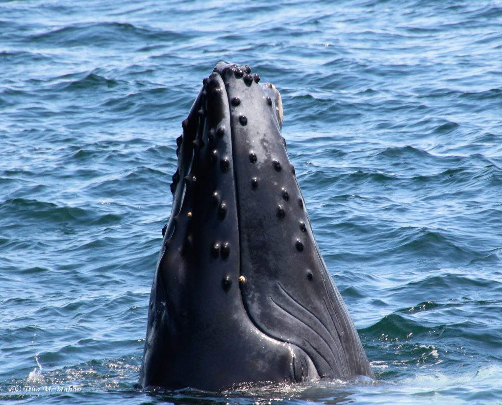 Best whale watching in New England: Cape Ann Whale Watch