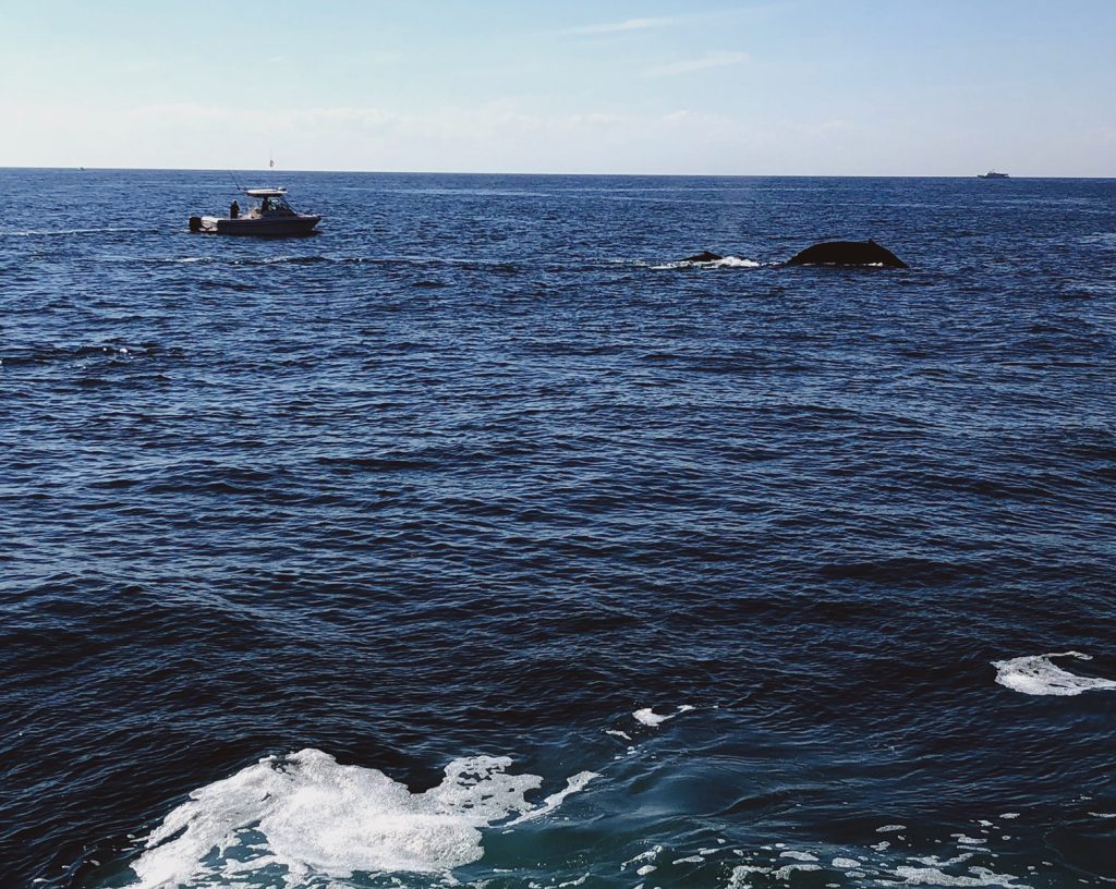 Best whale watching in New England