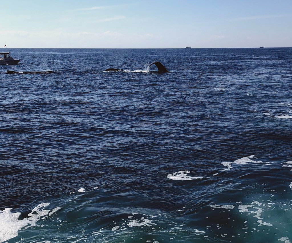 Best whale watching in New England