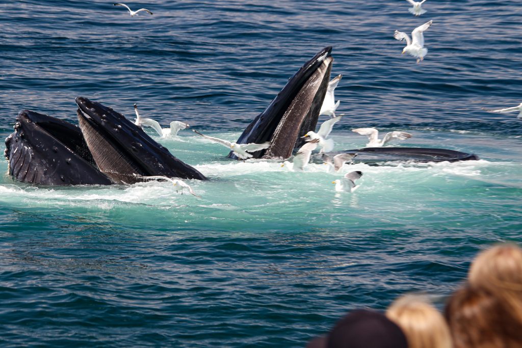 Best whale watch in New England: Cape Ann Whale Watch