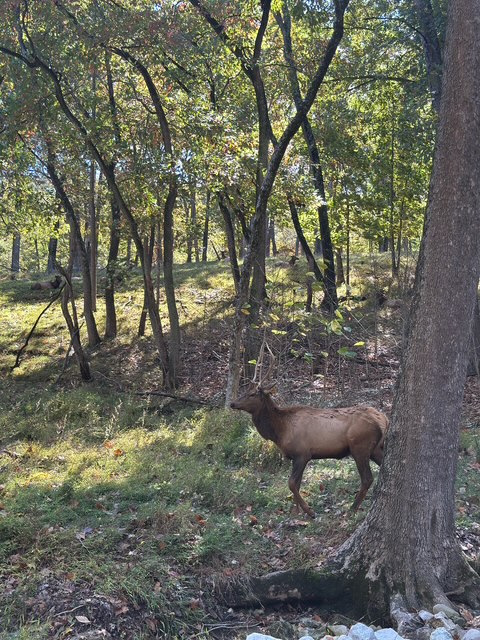 Lone Elk Park, St. Louis