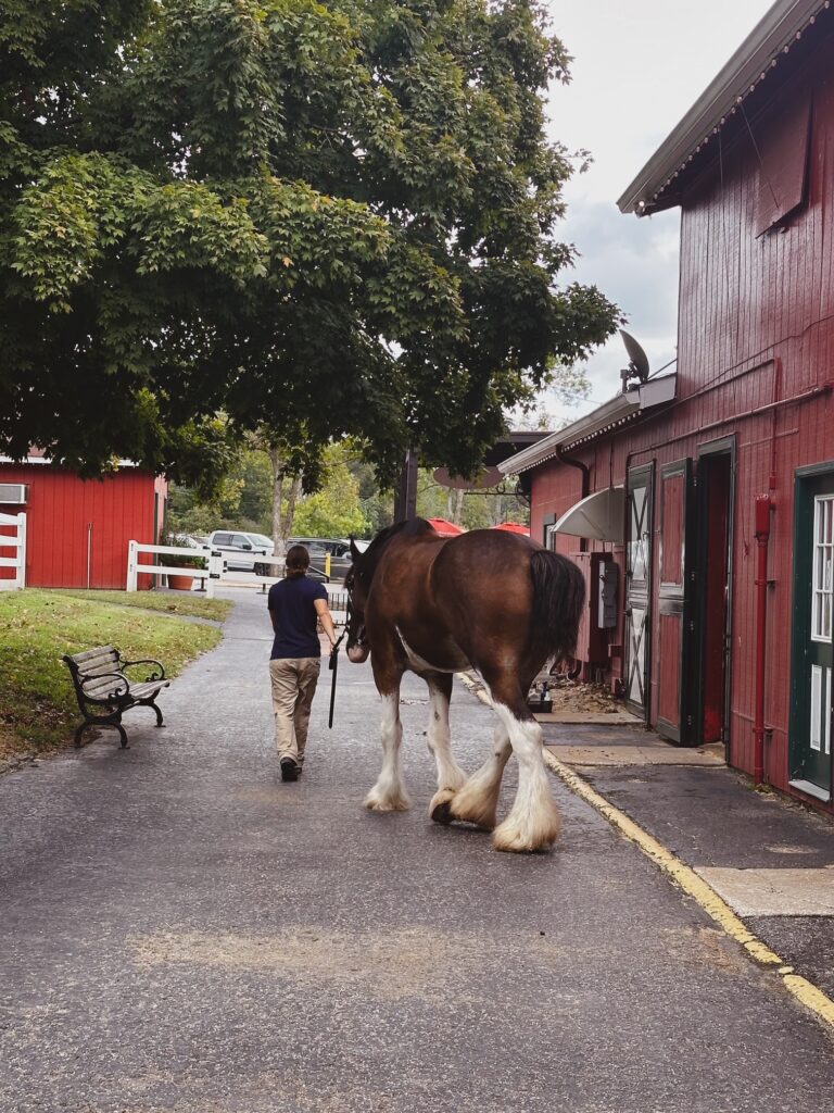 Budweiser Clydesdale at Grant's Farm, St. Louis
